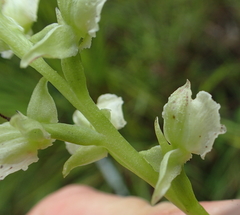 Pterygodium hastatum