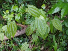 Dioscorea pilosiuscula
