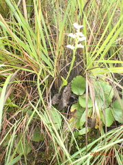 Pterygodium hastatum