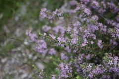 Agathosma thymifolia