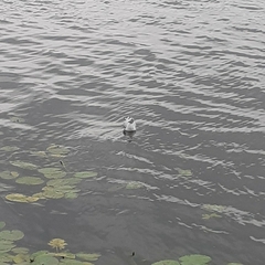 Chroicocephalus ridibundus