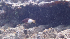 Bodianus axillaris