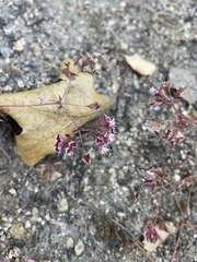 Sidotheca emarginata