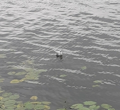 Chroicocephalus ridibundus