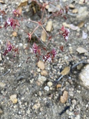 Sidotheca emarginata