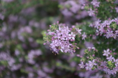 Agathosma thymifolia