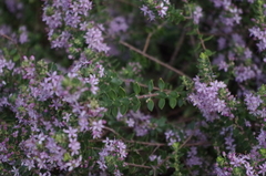Agathosma thymifolia