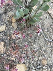 Sidotheca emarginata