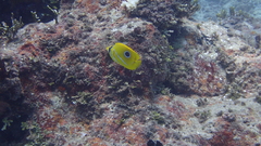 Chaetodon bennetti