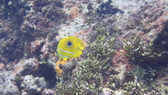 Chaetodon bennetti