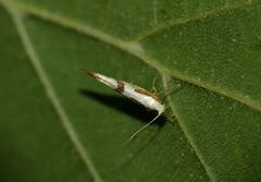 Argyresthia bonnetella