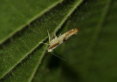 Argyresthia bonnetella