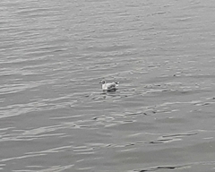 Chroicocephalus ridibundus