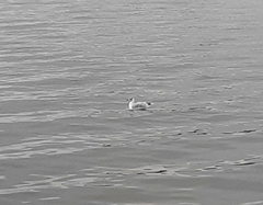 Chroicocephalus ridibundus