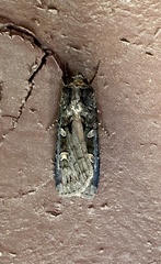 Actebia fennica