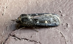 Actebia fennica