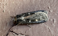 Actebia fennica