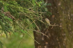 Ficedula hypoleuca