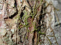 Frullania hattoriana