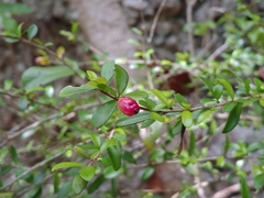Neea buxifolia