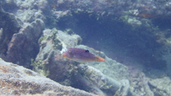 Canthigaster solandri