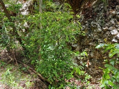 Neea buxifolia
