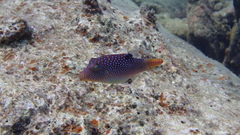 Canthigaster solandri