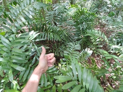Zamia erosa