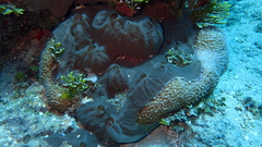 Clathria