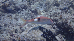 Parupeneus pleurostigma