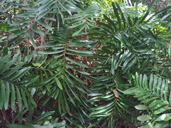 Zamia erosa