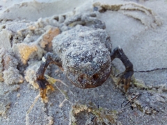 Lucilia bufonivora