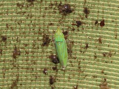 Draeculacephala producta