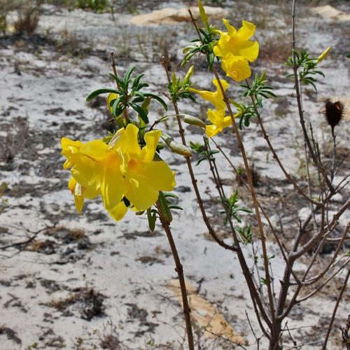 Allamanda puberula