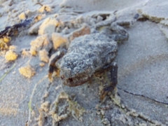 Lucilia bufonivora