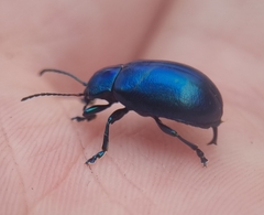 Oreina speciosa