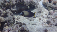 Acanthurus pyroferus