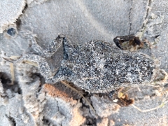 Lucilia bufonivora