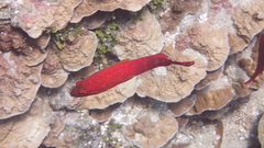 Cephalopholis urodeta