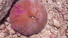 Fungia fungites
