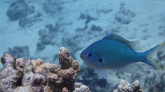 Chromis atripectoralis