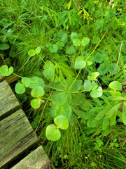 Euphorbia purpurea