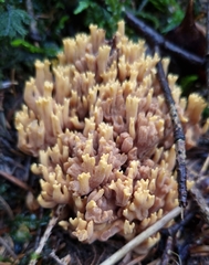 Ramaria testaceoflava