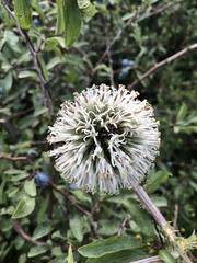 Echinops sphaerocephalus