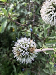 Echinops sphaerocephalus