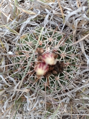 Coryphantha clavata