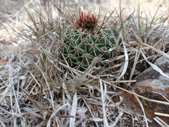 Coryphantha clavata