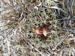 Coryphantha clavata