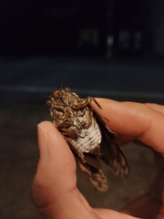 Graptopsaltria nigrofuscata