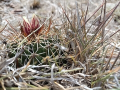 Coryphantha clavata
